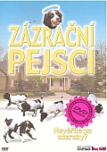 Zázrační pejsci 1 (DVD) (Miracle Dogs)