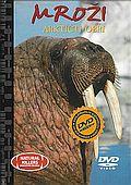 Mroži - Arktičtí obři (DVD) + kniha